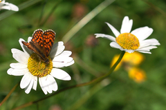 Melitaea athalia