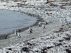 Phalacrocorax varius varius