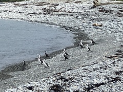 Phalacrocorax varius varius