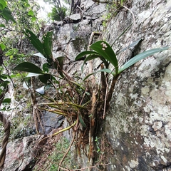 Dendrobium speciosum