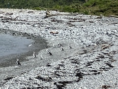 Phalacrocorax varius varius