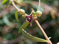 Periploca laevigata angustifolia