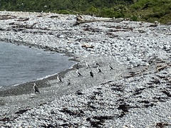 Phalacrocorax varius varius