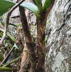 Dendrobium speciosum