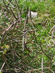 Periploca laevigata angustifolia