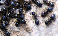Crematogaster auberti