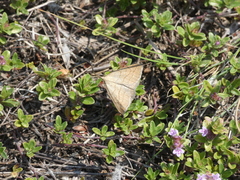 Polypogon tentacularia