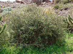 Periploca laevigata angustifolia