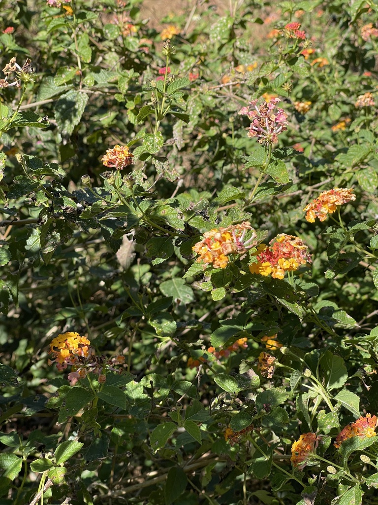 common lantana from N Jefferson Ave, Eatonton, GA, US on October 19