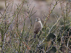 Pseudoseisura gutturalis