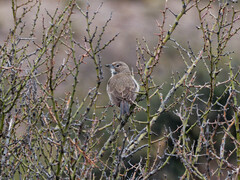 Pseudoseisura gutturalis