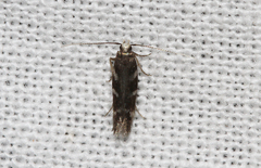 Eulamprotes wilkella