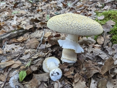 Amanita franchetii