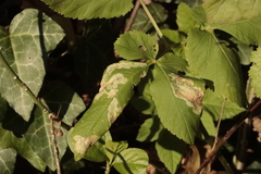 Phytomyza albiceps group