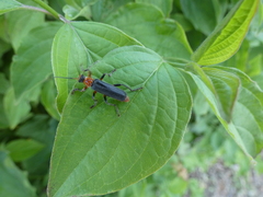 Cantharis