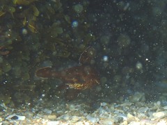 Sciaena umbra