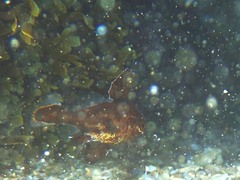 Sciaena umbra