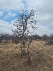 Commiphora