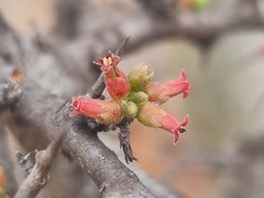 Commiphora