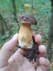 Boletus pinophilus
