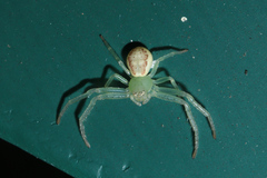 Diaea