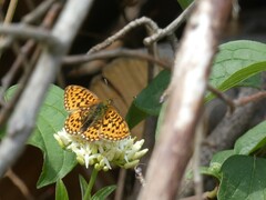 Boloria euphrosyne