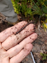 Eurycea quadridigitata