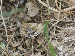 Heliothis adaucta