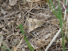 Heliothis adaucta