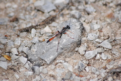 Ammophila heydeni