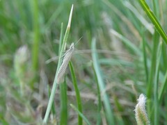 Megacraspedus dolosellus