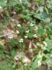 Torilis arvensis