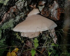 Pleurotus pulmonarius