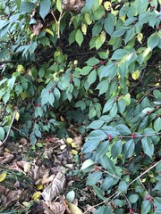 Magnoliopsida