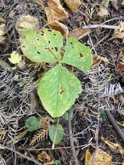 Trillium undulatum