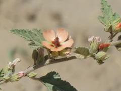 Sphaeralcea bonariensis