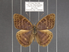 Euriphene tadema nigropunctata