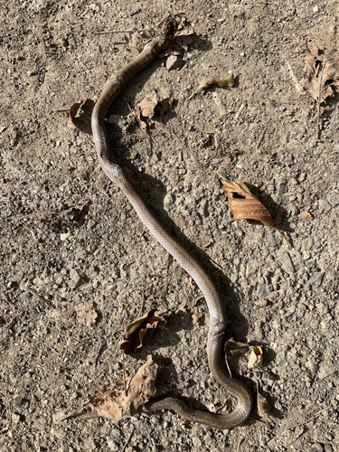 Smooth Snake