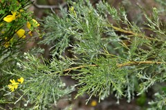 Genista tenera