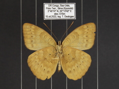 Euriphene tadema nigropunctata