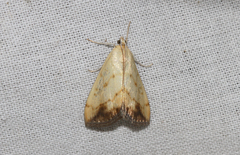 Evergestis extimalis