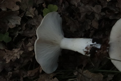 Clitocybe