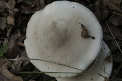 Clitocybe