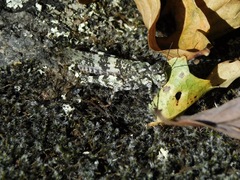 Trimerotropis saxatilis