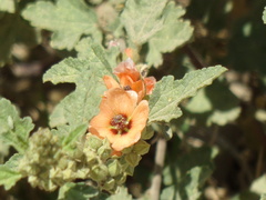 Sphaeralcea bonariensis