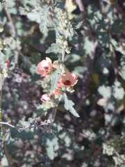 Sphaeralcea bonariensis