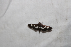 Desmia funeralis