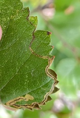 Stigmella lapponica