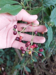 Psychotria carthagenensis