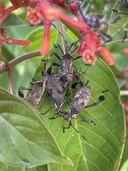 Leptoglossus phyllopus